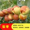 Dropshipping Plántulas Vivas de Azufaifo Zhanhua Azufaifo de Invierno Plántulas de Calabaza Plantadas en el Patio Sur y Norte Plántulas de Árboles Frutales