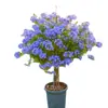 Plántulas de Flores en Maceta Copo de Nieve Azul Florecen en Todas las Estaciones, Plantas Trepadoras Ornamentales para Jardín de Balcón, Resistentes al Calor y Fáciles de Cuidar, Copos de Nieve Blancos