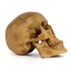 Regalo de Halloween Cráneo de Resina Modelo de Enseñanza Médica Cráneo de Espécimen Cráneo de Animal Cráneo de Esqueleto Cráneo Cráneo Cabeza
