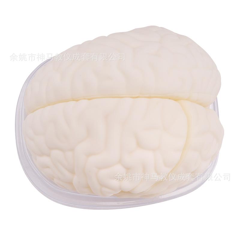 脑解剖模型-1