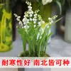 Bulbos y semillas de lirio de los valles, flores en maceta, plantas verdes para uso interior y exterior, resistentes al frío y a las heladas, fáciles de cuidar, florece todo el año, planta fragante