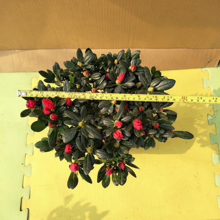 直径30cm.jpg
