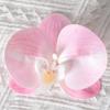 Cabeza de flor de orquídea mariposa, simulación de flores, accesorios de pared, flores DIY, decoración de boda hecha a mano, flor, solapa, horquilla, tocado, material