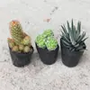 Suculenta Cactus Planta Pequeña en Maceta Cactus Dedo Suculenta Decoración de Escritorio de Oficina Combinación de Cactus de Interior Planta en Maceta