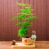 Plantas de Espárragos en Maceta Plantas Verdes de Interior para Oficina Plántulas Bonsái Bambú Nube Enano Tangshan Flor de Viento Maceta Plantas Pequeñas en Maceta
