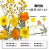 Marcador de Flores Secas Espécimen de Planta Película Selladora Botella Flores Prensadas Recolectadas en Otoño Material Hecho a Mano DIY Flor Transparente