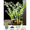 Bulbos y semillas de lirio de los valles, flores en maceta, plantas verdes para uso interior y exterior, resistentes al frío y a las heladas, fáciles de cuidar, florece todo el año, planta fragante
