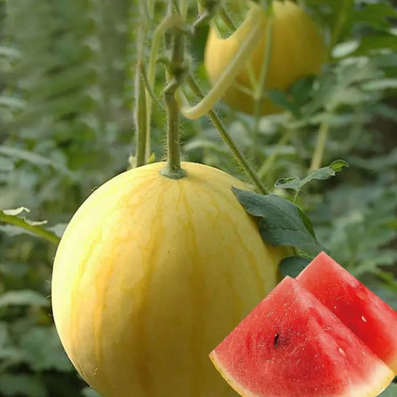 盆栽金红蜜主图2 (1).jpg