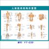 Diagrama esquemático del sistema musculoesquelético humano. Póster médico. Diagrama de la estructura del corazón. Póster hospitalario.