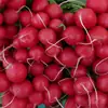 Rábano Rojo, Rábano Rojo Pequeño Fresco, Rábano Fruta, Rábano Crudo, Zanahoria Dulce Crujiente, Rábano Rojo de Weifang