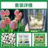Tulipanes Hidropónicos al por Mayor 5 Grados Bulbos Grandes Resistentes al Frío para Invierno Interior/Exterior Fáciles de Cultivar para Principiantes Flores en Maceta Plantas
