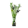 Traga Riqueza e Tesouro Bambu Hidropônico Planta de Bambu da Sorte Bambu da Sorte Planta Verde Flor em Vaso Interna Árvore da Boa Fortuna com Raízes