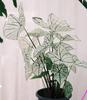 Suministro TransfronterizoSemillas de Taro de Colores Transfronterizas, Taro de Hoja Grande, Semillas de Taro Bicolor, Plantas de Floración en Maceta para Cuatro Estaciones