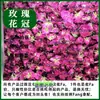 Té de Rosa Roja Oscura de Yunnan Flor Seca Comestible Doble Corola de Rosa No Liofilizada Flores Grandes Niñas Hacen Té y Lo Beben
