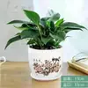 Filodendro Princesa Hoja Grande Diamante Dorado Planta Verde Fresca Divertida de Escritorio para Interiores Planta en Maceta Fácil de Mantener Florales y Plantas Hermosas