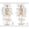Póster de Anatomía Humana de la Fábrica de Dongguan Inglés Músculo Póster Médico Vaso Sanguíneo Cabeza Imagen Colgante de Divulgación Científica Popular