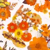 Kit de material DIY com flores secas, espécimes de plantas com flores reais prensadas, pintura de decoração para porta-retratos, um presente de aniversário para amigos e melhores amigas