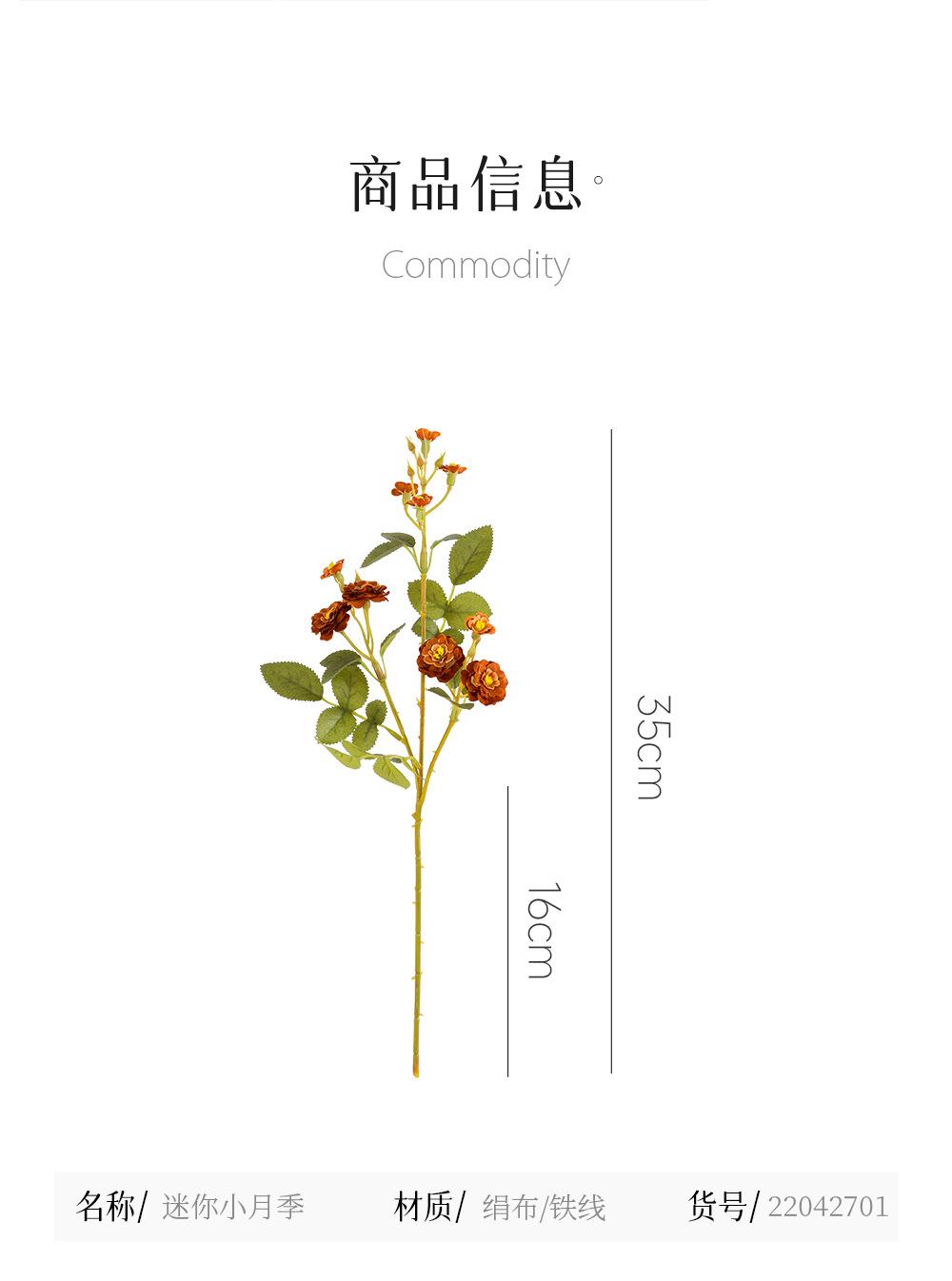 迷你小月季详情图