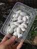 Los capullos de gusano de seda naturales criados por uno mismo se pueden convertir en edredones de seda completos para hacer abanicos, capullos de gusano de seda secos de doble palacio para bricolaje