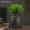 Bonsái de hoja pequeña Nan rojo de pila antigua, plántulas, plantas florales, micropaisaje, hidroponía, oficina, plantas de hoja perenne fáciles de cultivar en macetas todo el año