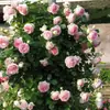 Plántulas de rosa, tallos maduros, flores de flor grande, plantas verdes, rosas en maceta, balcón interior y exterior, todo el año