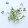 Semente de grama, galhos de flores, flores secas, espécime de planta, flor em relevo, flor seca, folhas reais, flores reais, adesivo de folha