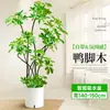 Forma Pie de Pato Madera Sala de Estar Maceta Grande Planta Verde Interior Sala de Estar Grande de Pie Flor Real Pila Vieja Pie de Pato Madera