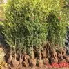 Un Solo Tallo de Plántula de Boj con Hojas Pequeñas, Adecuado para Jardín y Plantación Comunitaria, Puede Usarse como Tocón de Árbol Bonsái