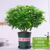 Madera Fragante Auténtica en Maceta Repelente de Mosquitos Florales de Interior y Plantas Verdes Absorben Formaldehído y Purifican el Aire Planta Refrescante Madera de Pimienta