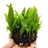 Mini corona de hierro hemisferio hoja fina hemisferio de hierro corona de hierro pecera agua real hierba cuerpo vivo corbata Dagwood negativo bueno para la crianza