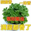 Planta en Maceta con un Toque de Fragancia, Planta Verde con Aroma Fuerte para Sala de Estar, Balcón, Repelente de Mosquitos, Repelente de Insectos, Suculenta con Aroma, con Tierra para Macetas