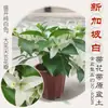 Planta Pote Bougainvillea com Flores, Trepadeiras Cereja Verde, Troncos Velhos, Pétalas Duplas, Florindo em Todas as Estações, Mudas Grandes, Borlas Vermelhas, Plantas de Varanda Angus
