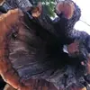 Madera de Azufaifo Golpeada por el Rayo, Madera de Durazno, Marcas de Rayo, Troncos Quemados por el Rayo, Material de Madera Original, Productos de Buena Calidad