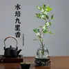 Planta Hidropónica Flor Jiulixiang Planta Verde Interior Qilixiang Maceta Jazmín Escritorio de Oficina Planta Perezosa Cultivada en Agua