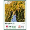 Plántulas de Flores Leñosas Amarillas, Enredaderas Trepadoras, Plántulas Leñosas Doble Rojo y Blanco, Rosas, Florales de Floración Cuatro Estaciones, Plantas en Maceta para Balcón y Patio