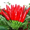 Plántulas de Verduras de Primavera, Plántulas de Chile, Tomates para Balcón de Cuatro Estaciones, Berenjenas, Pepinos, Sandías, Luffas, Plántulas de Calabaza, Siembra del Sur