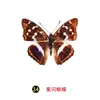 Especímenes Tridimensionales de Mariposas e Insectos Reales para la Educación Científica Infantil en Jardines de Infancia, con Alas Extendidas, Diseño de Estilo Fotográfico 1