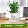 Planta de Aloe Vera Hidropónica de Interior en Maceta para Escritorio de Oficina, Tolerante a la Sequía y Fácil de Cuidar, Bonsái Creativo de Planta Verde