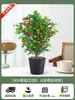 Dropshipping de mudas e plantas adultas de teixo Mandia autênticas para varandas internas e externas e pátios para purificação do ar