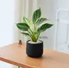 Platina Diamante Vaso Planta Verde Planta de Interior Mesa Fácil de Cuidar Jiboia Hidropônico Purificar Ar Sempre Verde Todas as Estações