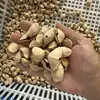Casca de Fruta Cornus Natural Casca de Fruta Chacha Sino de Vento Materiais DIY Chocalhos de Casca de Fruta Sino Pendurado Acessórios Feitos à Mão Terapia Sonora