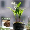 Mudas de Lírio-do-Vale em Vasos Plantas Resistentes ao Frio com Botões de Flores e Bulbos Florescem em Todas as Estações, Fáceis de Cultivar Plantas Florais e Verdes para Interior e Exterior