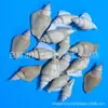 Artesanías de Caracolas Naturales Vendidas por Libra para Acuarios, Fotografía, Educación de Estudiantes y Niños, Minería y Uso Marino