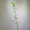 Plantas Verdes Artificiais, Decorações de Paisagismo com Bambu, Decoração de Interiores, Ornamentos Externos, Divisórias de Cerca, Telas, Bambu D'água Fino, Bambu Falso