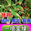 Solución Nutricional Especializada para Osmanthus, Fertilizante Foliar sin Necesidad de Dilución, Promueve la Floración en Todas las Estaciones, Fertilizante Universal, Venta al por Mayor desde el Fabricante