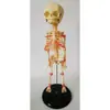 Modelo de Caveira de Bebê 28CM Esqueleto Esqueleto Humano Anatomia Desenho Corpo Humano Ensino Esqueleto Infantil