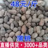Venta al por mayor y Dropshipping de Ciruela Negra, Ciruela Negra, Ciruela Negra, Fruta de Excremento de Oveja, Fruta de Diez Años, Ciruela Negra, Ciruela de Montaña, Fruta de Acebo