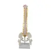 Esqueleto Humano de Tamaño Mediano con Pelvis, Modelo de Enseñanza para Práctica Ortopédica, Columna Cervical, Columna Lumbar, Materiales Didácticos