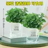 Menta en Maceta Menta Hidropónica Hojas de Menta Fresca Comestible Romero Plantas Repelentes de Mosquitos Plantas de Interior Verdes Florales Hierba Limón