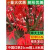 Dropshipping Red Maple Mudas All Year Round Red Japanese Red Maple Red Dancer Três Estações Red Maple Pátio Bonsai Resistente ao Frio Planta em Vaso